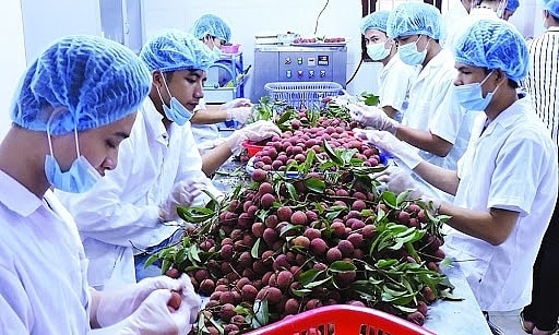 Năm 2021 Việt Nam đã thành công trong việc triển khai kế hoạch xúc tiến đưa trải vải, nhãn vào thị trường EU Năm 2021 Việt Nam đã thành công trong việc triển khai kế hoạch xúc tiến đưa trải vải, nhãn vào thị trường EU