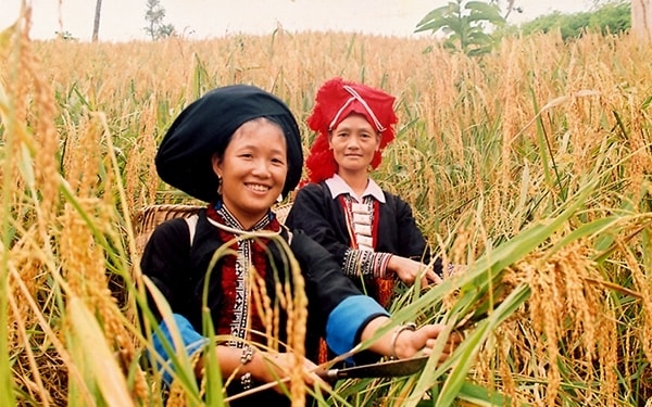 Mùa vàng trên các triền núi cao Điện Biên (Ảnh TL) Mùa vàng trên các triền núi cao Điện Biên (Ảnh TL)