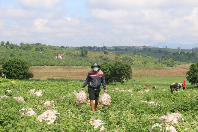 Toàn bộ 2,5ha củ cải trắng đã được nông dân Nguyễn Văn Kiều ủng hộ cho bà con vùng dịch Toàn bộ 2,5ha củ cải trắng đã được nông dân Nguyễn Văn Kiều ủng hộ cho bà con vùng dịch