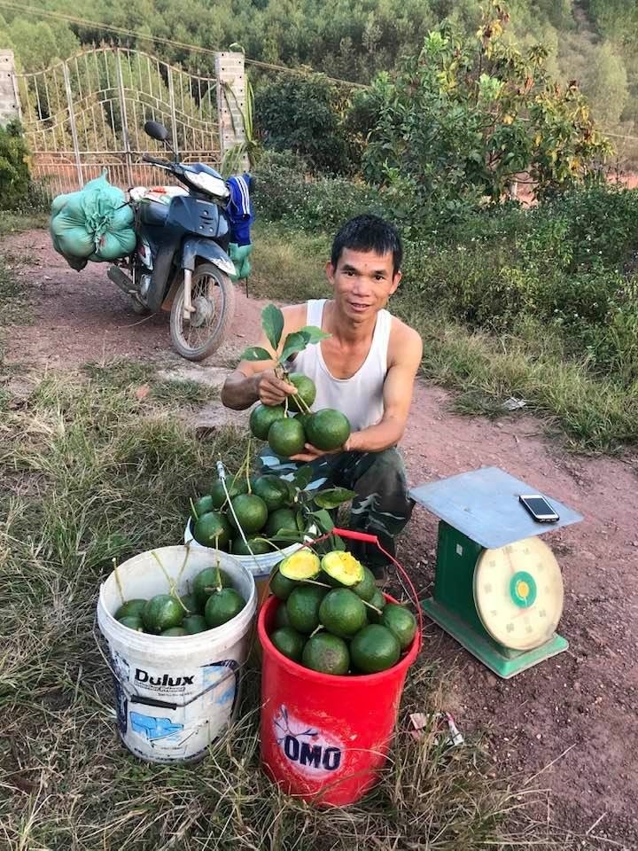 Việc mở rộng mô hình trồng bơ giúp anh Dần tăng thêm thu nhập