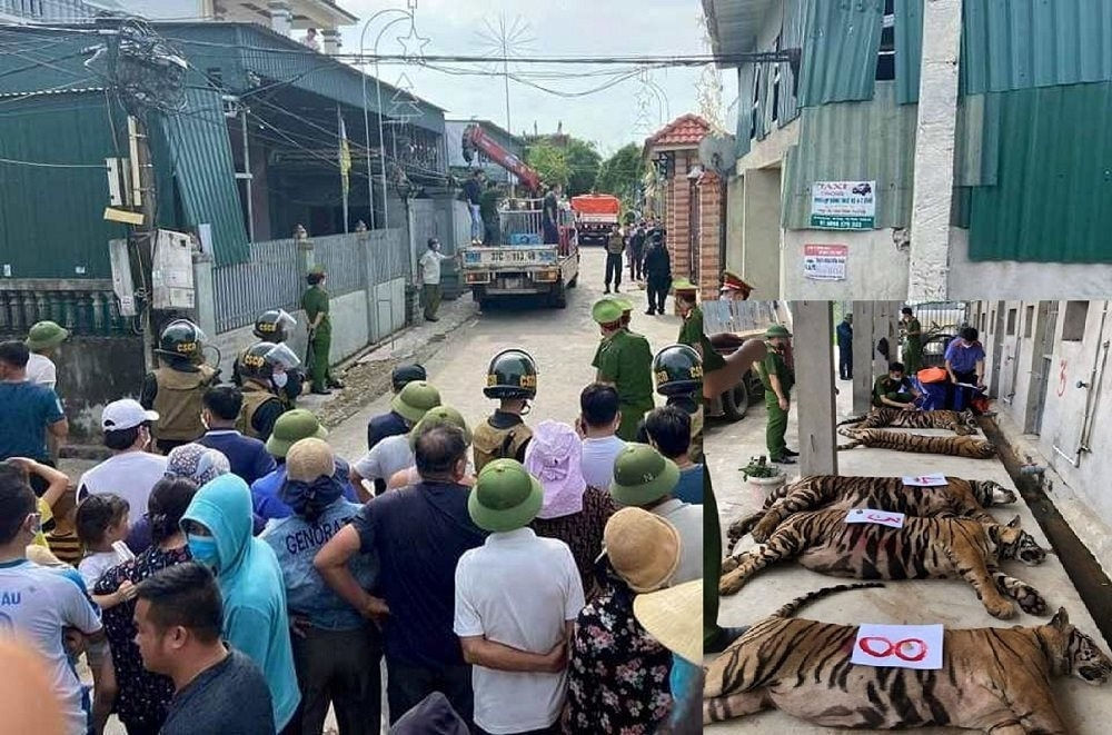 Đối tượng nuôi nhốt hổ đã bị khởi tố