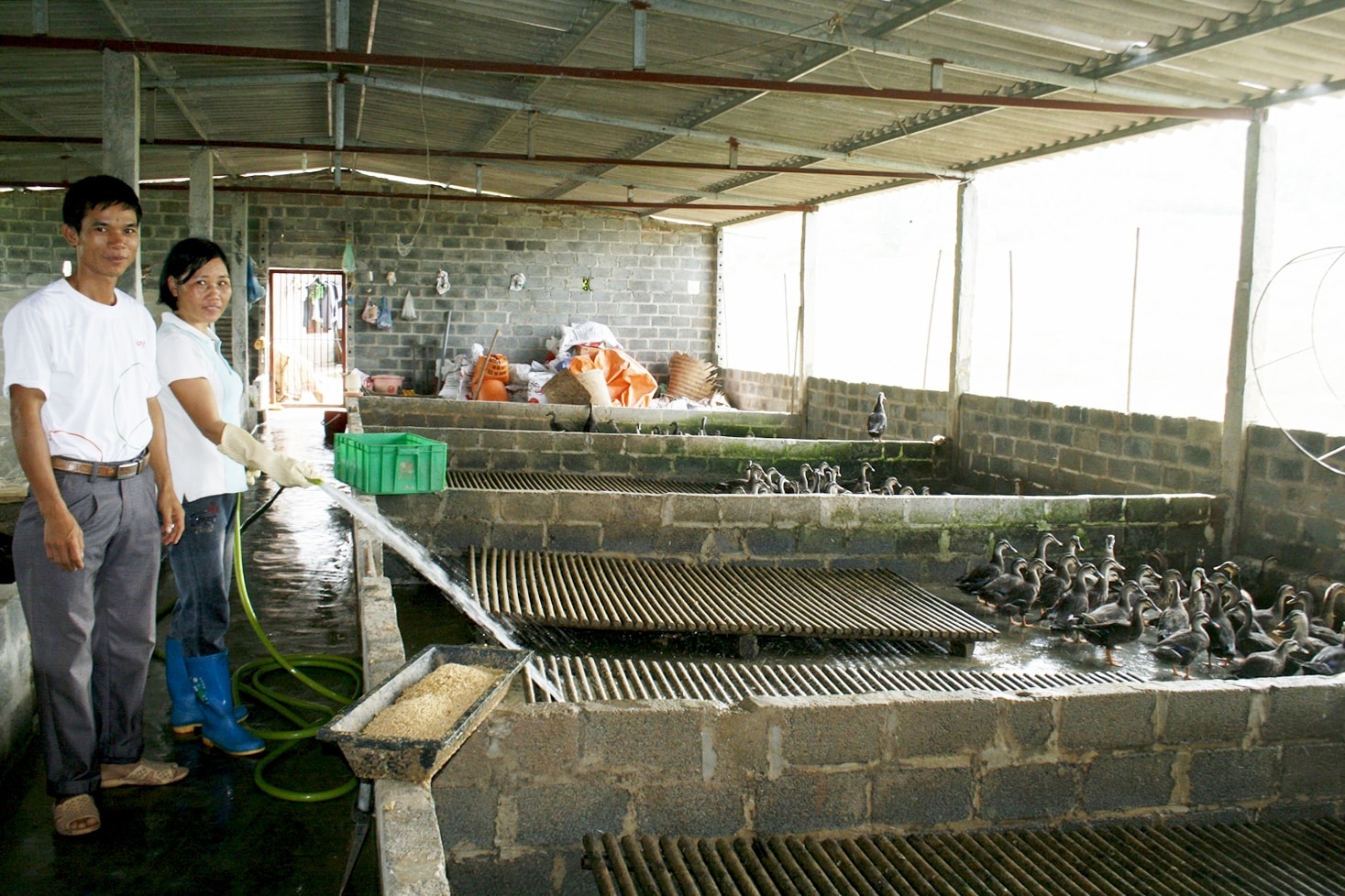 Vợ chồng anh Dần đang chăm sóc đàn vịt trời