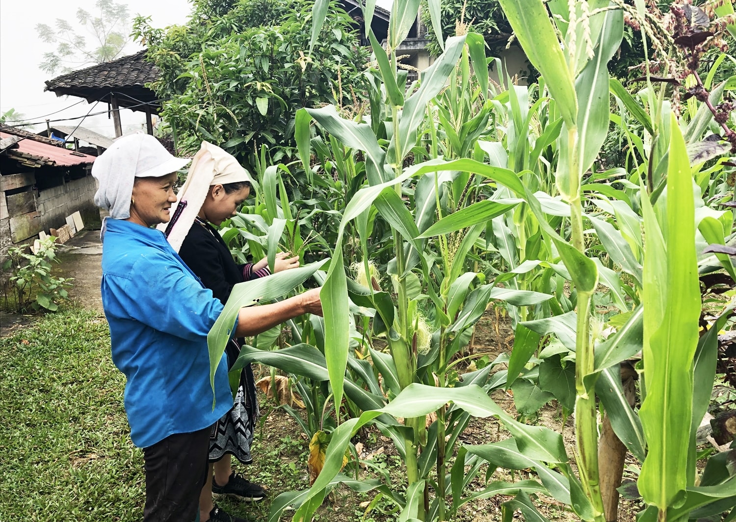 Việc hỗ trợ phát triển sản xuất chưa thực sự tạo được động lực để người dân vùng ĐBKK vươn lên thoát nghèo Việc hỗ trợ phát triển sản xuất chưa thực sự tạo được động lực để người dân vùng ĐBKK vươn lên thoát nghèo