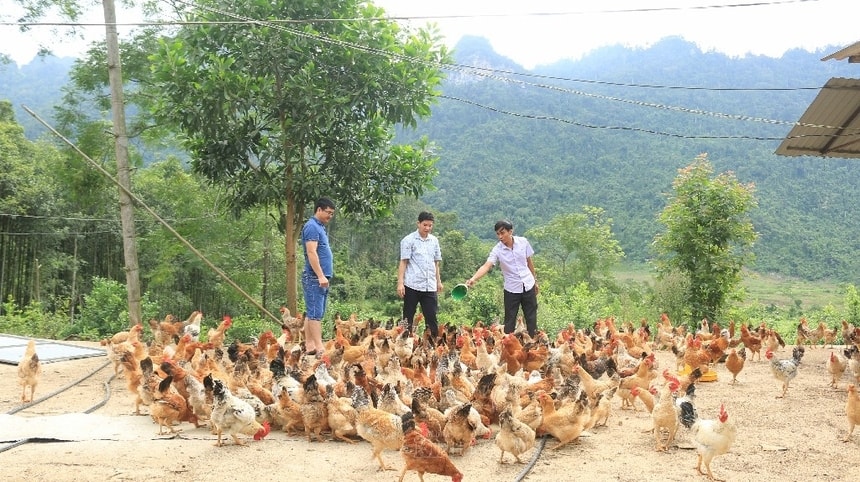 Trang trại gà đồi của Giám đốc HTX Trần Phú Nguyễn Văn Tuân (bên phải ngoài cùng). Ảnh Xuân Mai