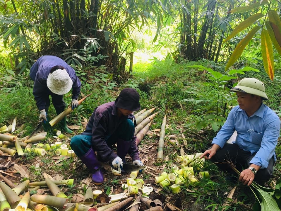 Mô hình trồng măng bát độ tại địa phương đang cho hiệu quả kinh tế cao Mô hình trồng tre Bát Độ đang cho hiệu quả kinh tế cao tại địa phương