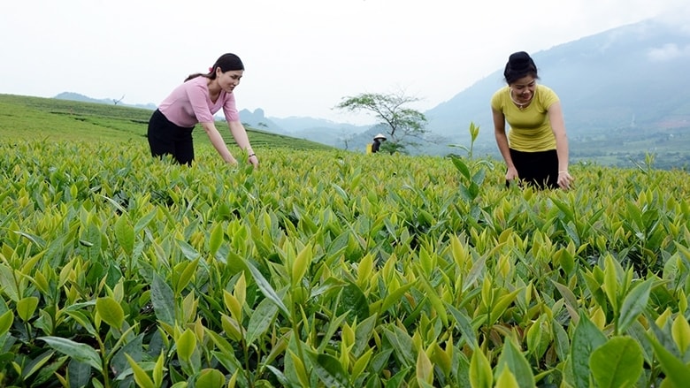 Nhiều vùng chè Shan đặc sản đã và đang được tỉnh Yên Bái quy hoạch, hỗ trợ người nông dân để mở rộng diện tích