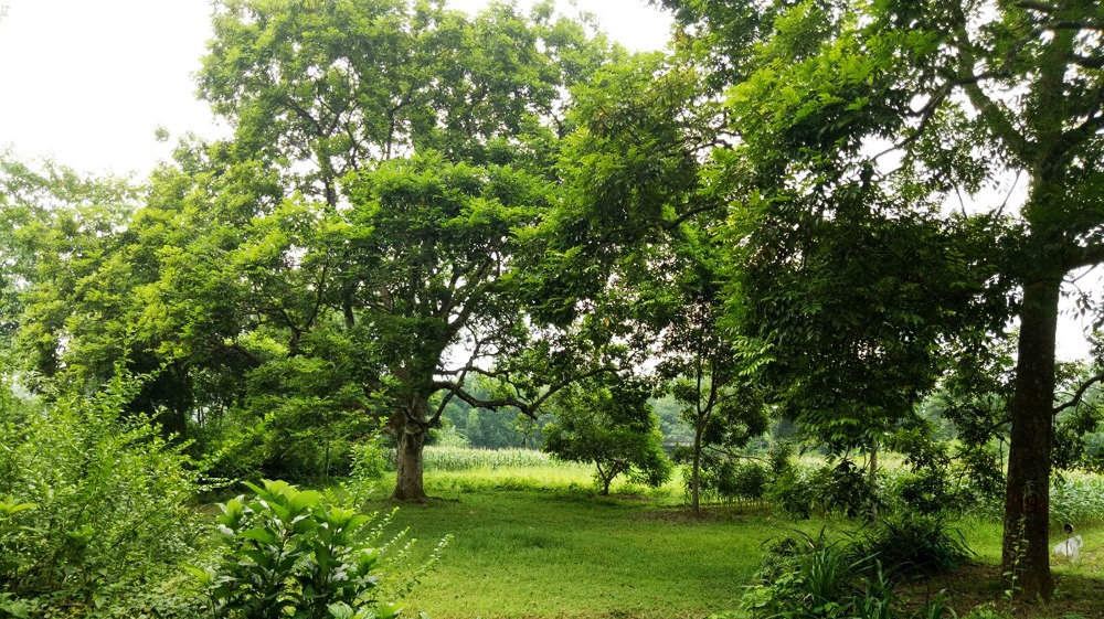 Vườn trám ở Hoàng Vân