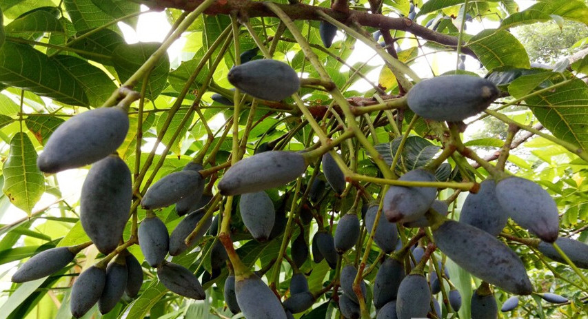 Quả trám đen chín khi mùa Thu sang