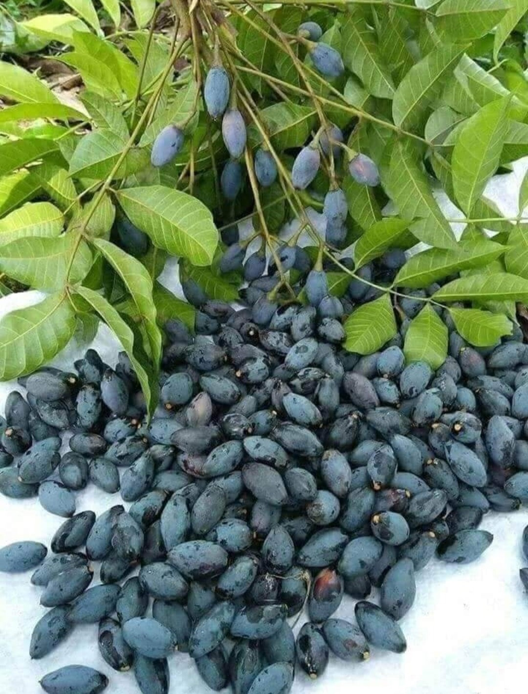 Trám bùi rụng gọi mùa Thu sang 1