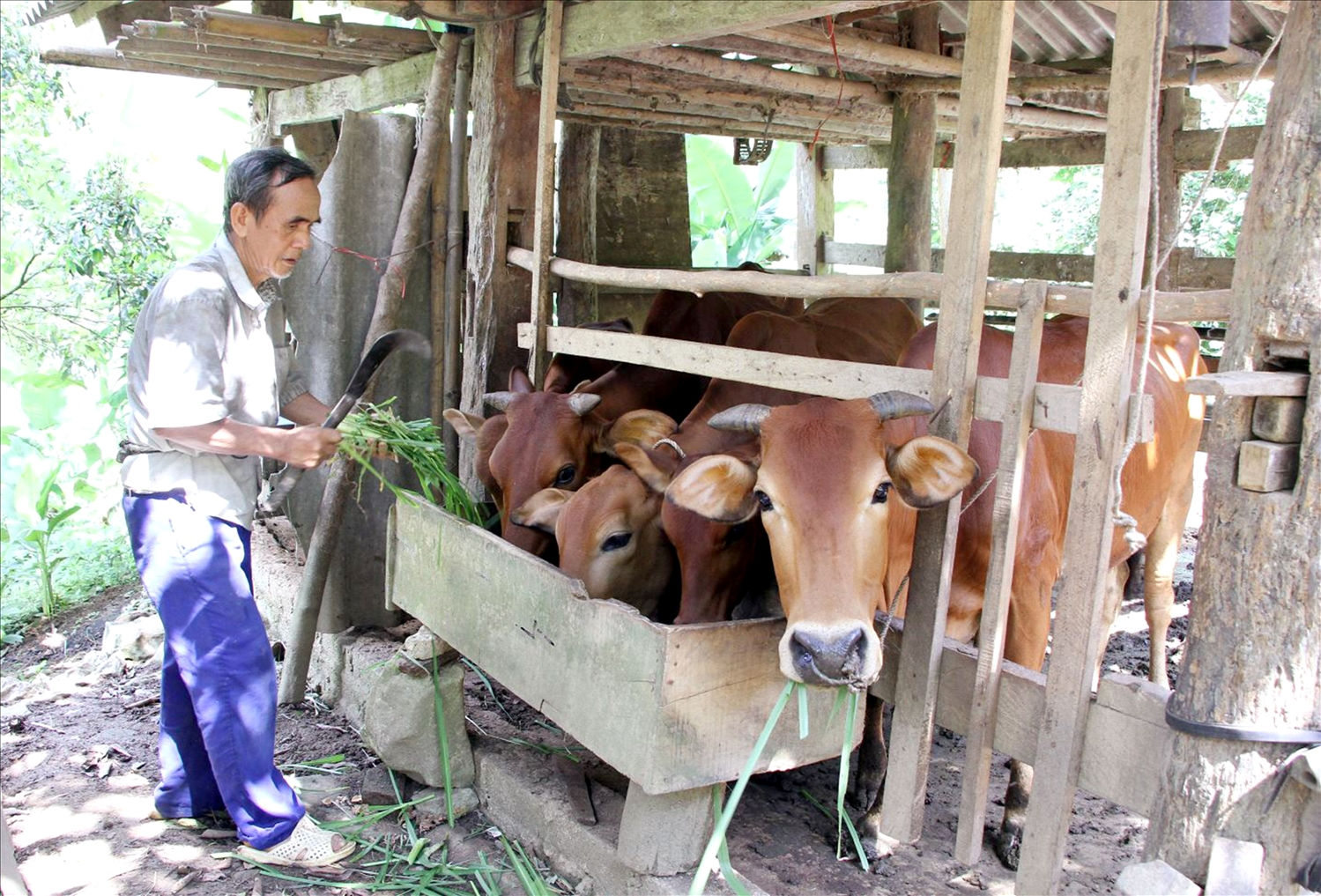 Mỗi năm Gia đình ông Hoàng Văn Mão thu hơn 30 triệu đồng từ việc bán bê con