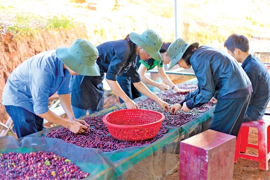 Cà phê được hái chín, phân loại Cà phê được hái chín, phân loại