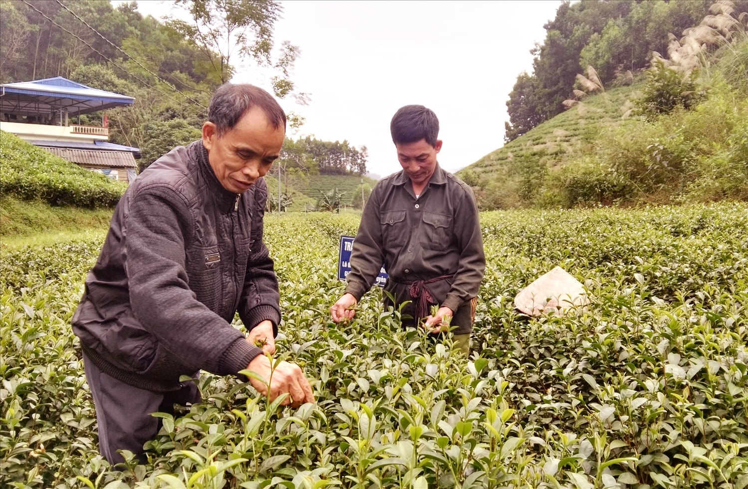 Người dân xã Khe Mo sản xuất chè an toàn để nâng cao thu nhập.
