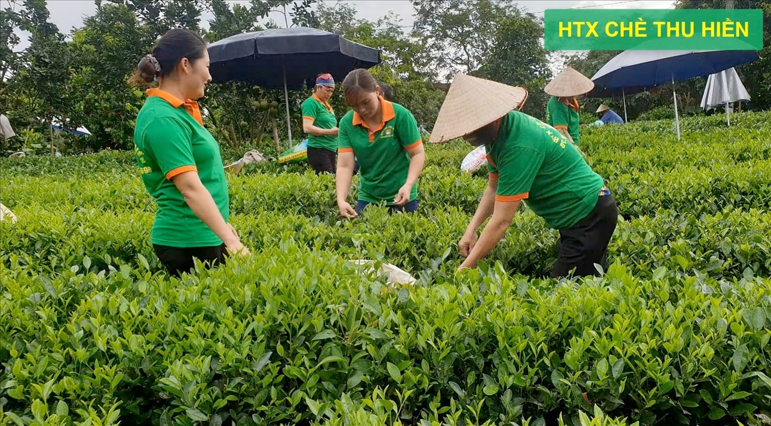 Hợp tác xã chè Thu Hiền giới thiệu cách chọn giống chè trên đất Khe Mo.