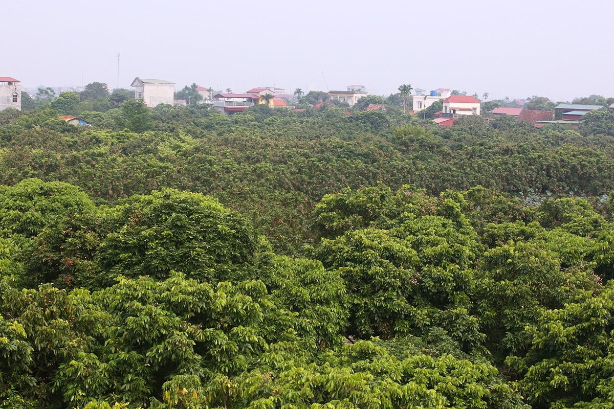 Vườn nhãn ngoài bãi ở Hưng Yên Vùng trồng nhãn lồng ngoài bãi ở Hưng Yên