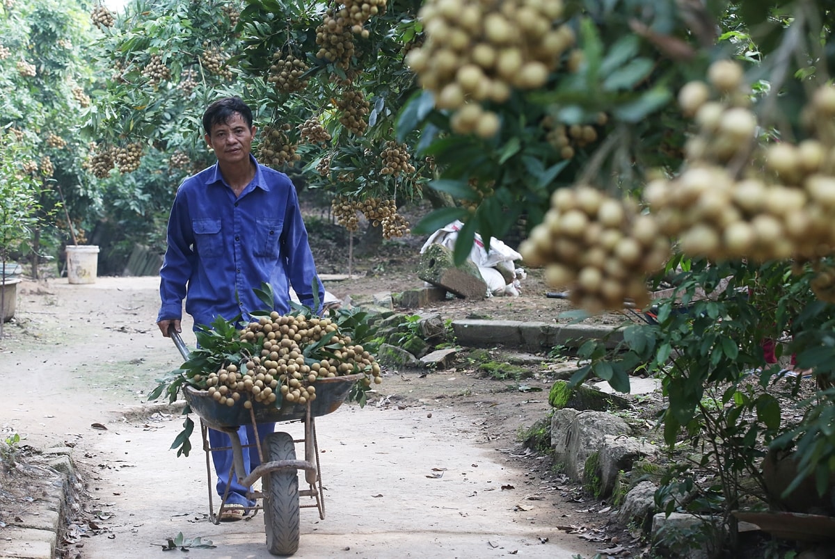 Thu hoạch nhãn lồng Thu hoạch nhãn lồng