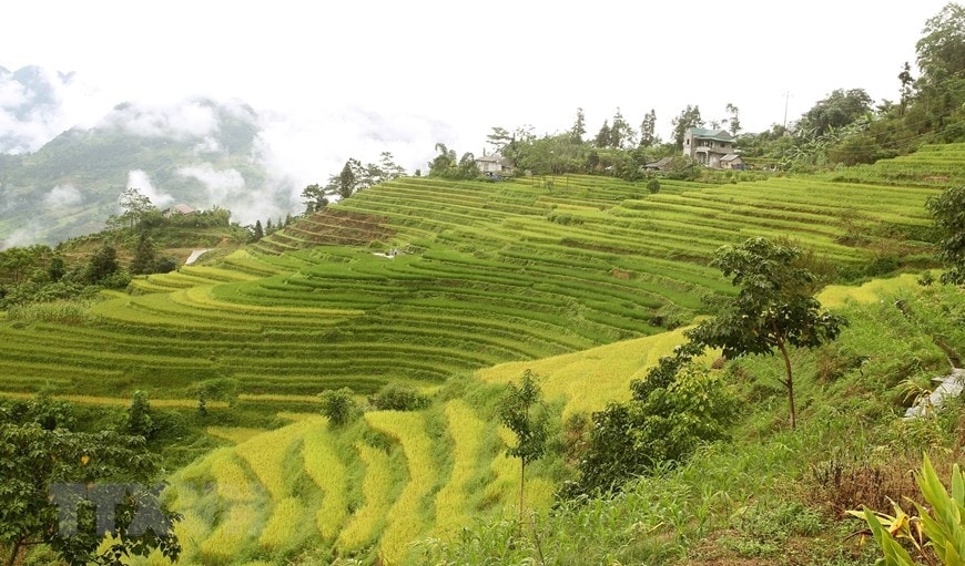 Thị trấn Mường Khương (Lào Cai) vào giữa tháng 8 như được nhuộm vàng bởi những cánh đồng lúa chín chuẩn bị vào vụ thu hoạch. (Ảnh: Quốc Khánh/TTXVN)