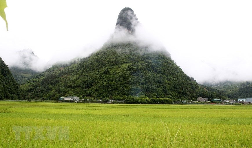 Được bao bọc bởi những dãy núi đá vôi trùng điệp, hùng vỹ, những cánh đồng lúa chín bao la tại thung lũng Mường Khương đã tạo nên khung cảnh thiên nhiên hữu tình cuốn hút lòng người. (Ảnh: Quốc Khánh/TTXVN)