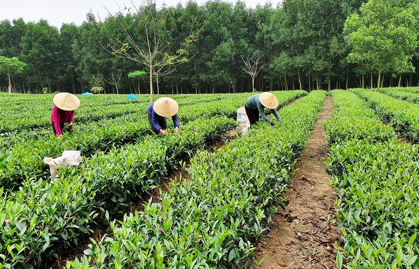Cây chè thoát nghèo trên vùng thượng Kỳ Anh sát dưới chân đèo Ngang