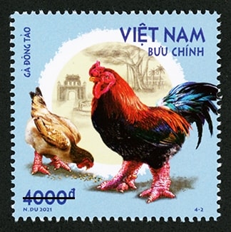 Gà Đông Tảo Gà Đông Tảo