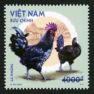 Gà H'Mông Gà H'Mông