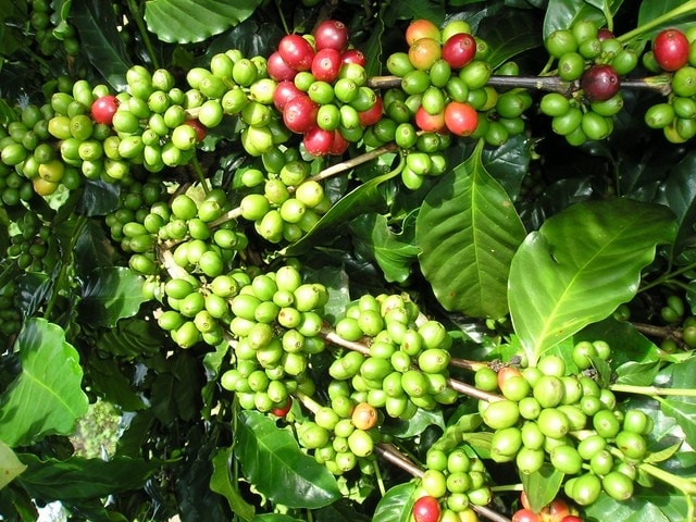 Bệnh nấm hồng trên cây cà phê Bệnh nấm hồng trên cây cà phê