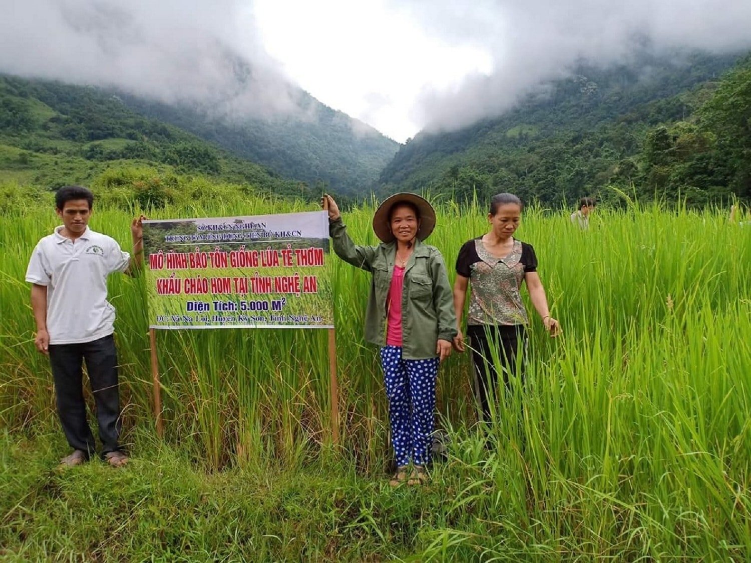Mô hình trồng lúa Tẻ thơm đặc sản ở xã Na Loi (huyện Kỳ Sơn) trên diện tích ruộng lúa nước mới được khai hoang