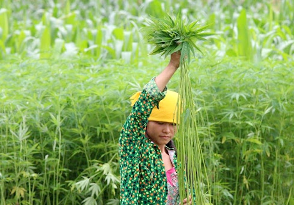 Nhìn thấy cây lanh trên nương người ta sẽ biết ngay gia đình có người phụ nữ chăm chỉ, khéo tay, cần cù, chịu khó