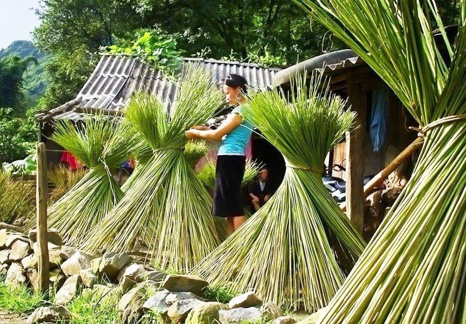 Cây lanh mang về được phơi nắng cho khô 