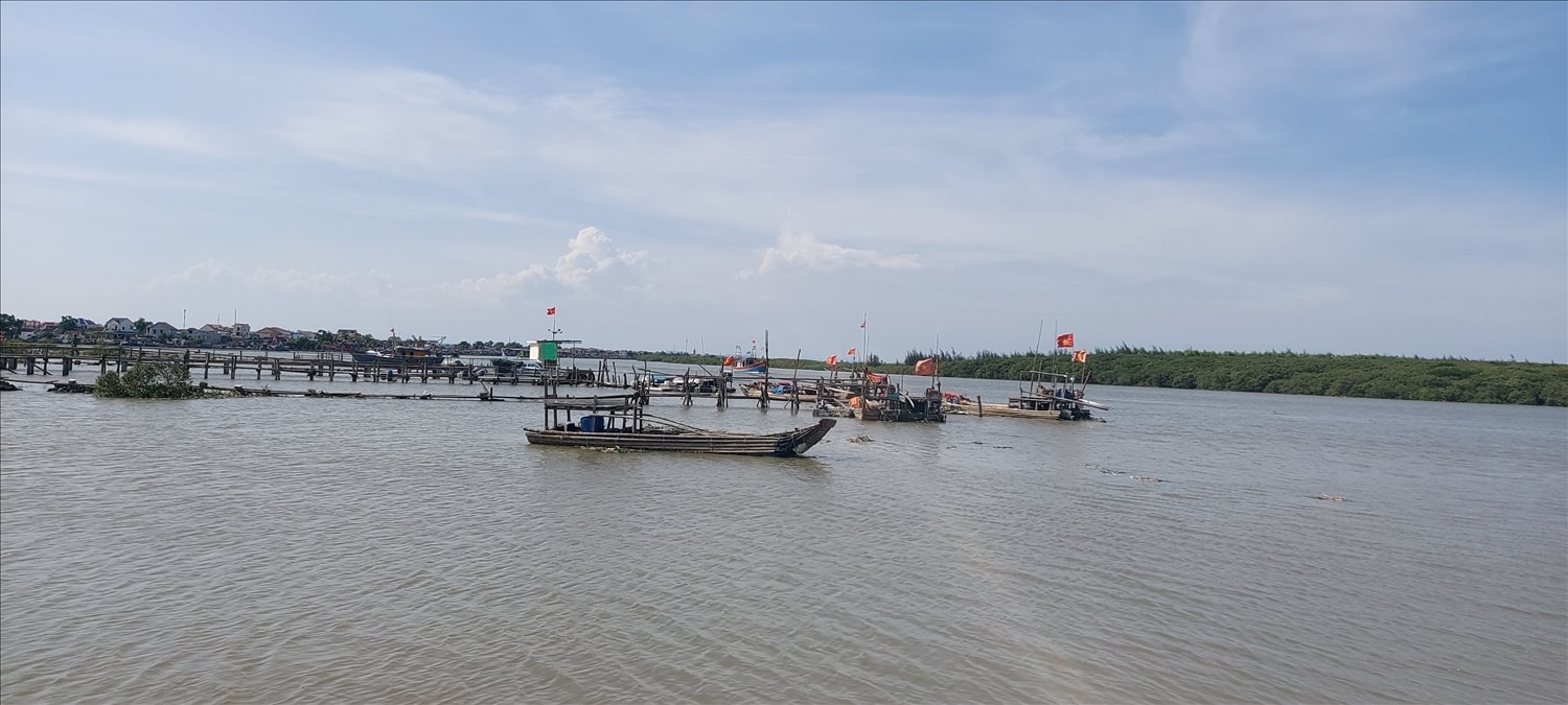 Bà con xã Diễn Kim không phải lo lắng mỗi khi mùa bão về vì đã có rừng ngập mặn chắn sóng