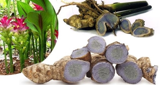 Kỹ thuật trồng cây nghệ đen cho năng suất, chất lượng cao bà con nên biết
