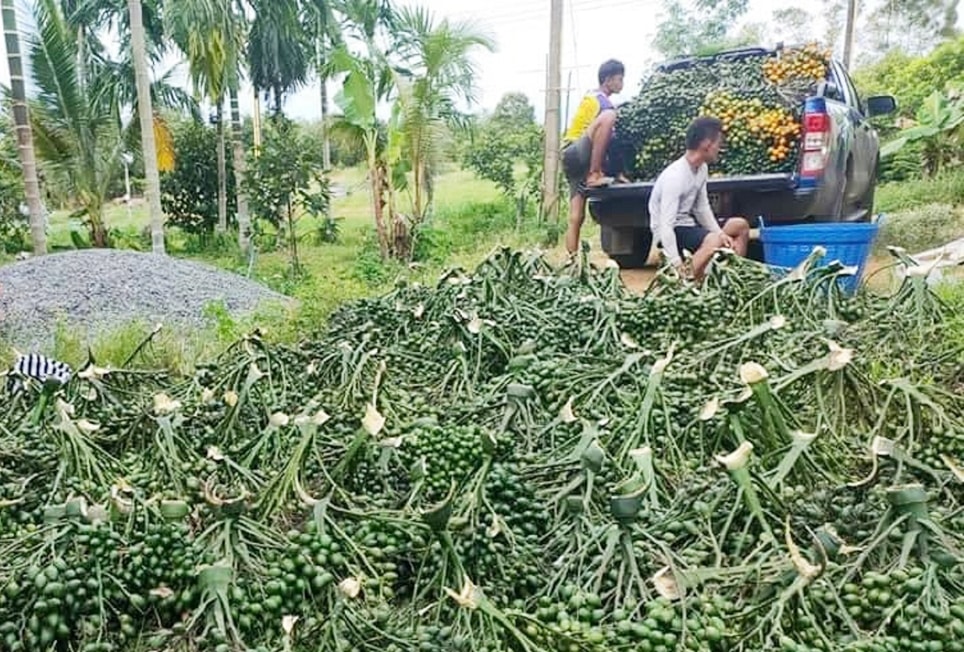 Thương lái tìm tới các vườn cau để thu mua số lượng lớn để xuất khẩu Thương lái tìm tới các vườn cau để thu mua số lượng lớn để xuất khẩu