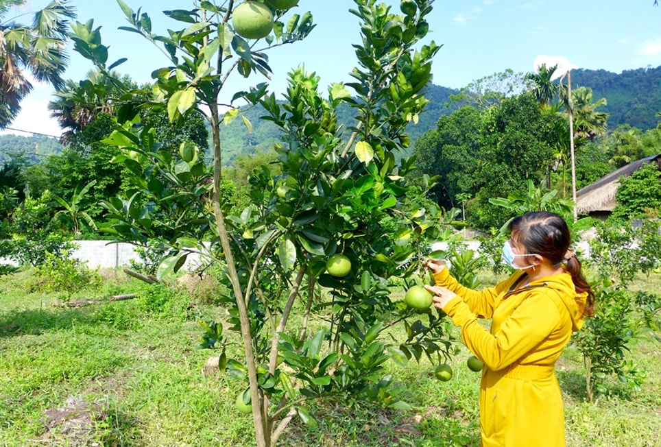 Người dân xã Phương Thiện (TP. Hà Giang) phát triển sản xuất từ nguồn vốn hỗ trợ đồng bào dân tộc thiểu số