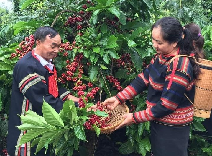 Mặt hàng cà phê của Việt Nam cũng được đánh giá là có rất nhiều lợi ích từ việc thực thi Hiệp đình EVFTA mang lại.