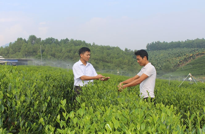 Anh Nguyễn Huy Sơn (ngoài cùng bên trái) hướng dẫn người dẫn kỹ thuật thu hái chè
