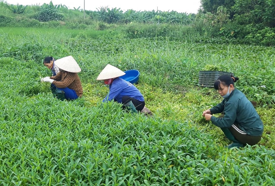 Người dân xã Vũ Yển (Thanh Ba, Phú Thọ) cùng nhau hái rau muống ủng hộ bà con vùng dịch Người dân xã Vũ Yển (Thanh Ba, Phú Thọ) cùng nhau hái rau muống ủng hộ bà con vùng dịch