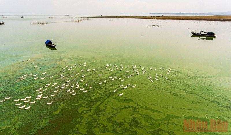  Khi cạn, nước tại khu vực này chuyển thành màu xanh ngắt do rong, tảo ở dưới đáy tạo ra. Người dân địa phương tận dụng thời gian hồ cạn, dòng nước thu hẹp đưa đàn vịt ra ăn tảo xanh trên mặt hồ