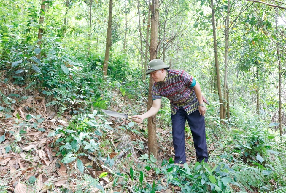 Ông Đinh Ngọc Tin, dân tộc Mường, khu Tân Trào, xã Minh Đài, huyện Tân Sơn chăm sóc rừng kèo của gia đình Ông Đinh Ngọc Tin, dân tộc Mường, khu Tân Trào, xã Minh Đài, huyện Tân Sơn chăm sóc rừng kèo của gia đình