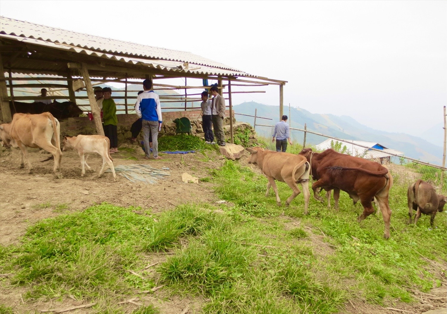 Mô hình chăn nuôi bò của đồng bào Mường Lát Mô hình chăn nuôi bò của đồng bào Mường Lát
