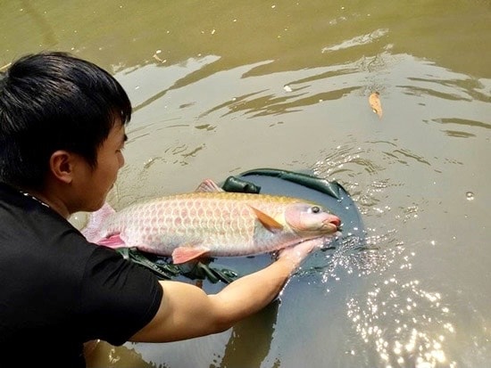 Cá bỗng đã có mặt trong ao nhà của người Tày gần 100 năm nay