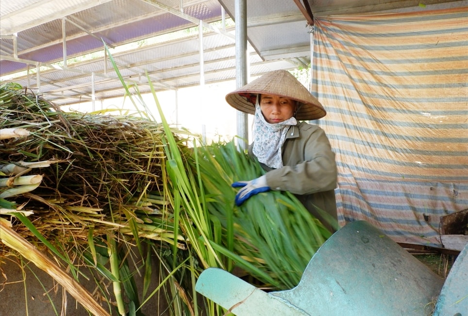 Hệ thống máy cắt cỏ cho bò của HTX Thanh Phong