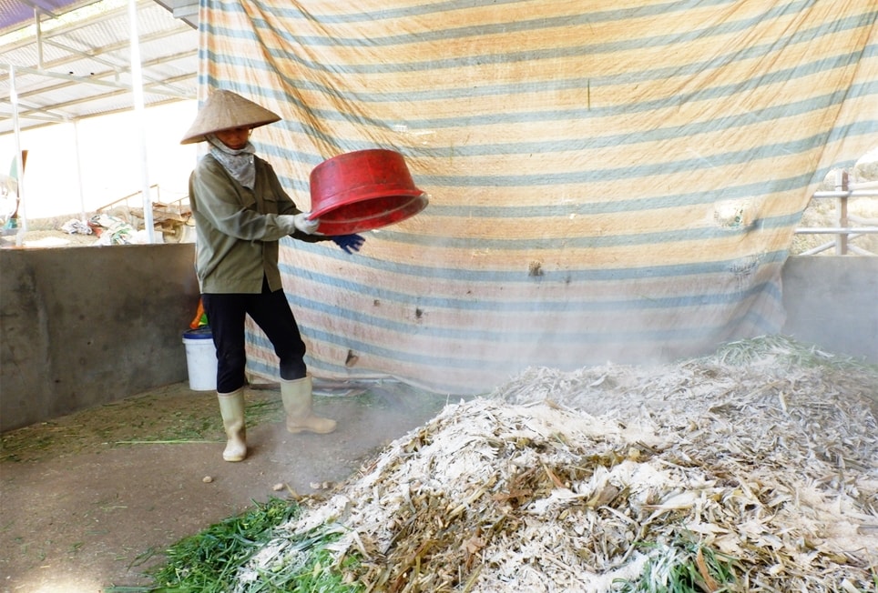 Thành viên HTX Thanh Phong ủ thức ăn cho đàn bò