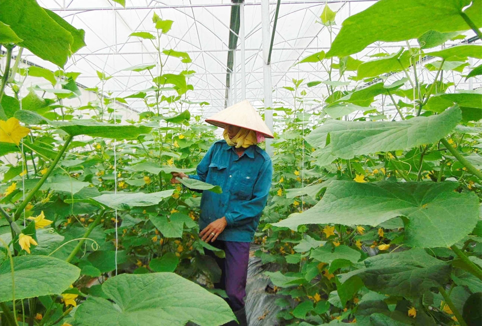 Người dân trồng dưa lưới sạch tại HTX rau sạch Yên Dũng