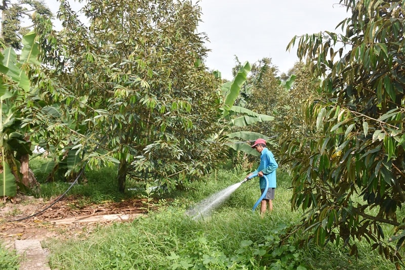 Cần theo dõi thường xuyên tình hình xâm nhập mặn để ứng phó kịp thời, đảm bảo vườn cây phát triển và ổn định thu nhập cho vườn nhà. Ảnh minh họa Cần theo dõi thường xuyên tình hình xâm nhập mặn để ứng phó kịp thời, đảm bảo vườn cây phát triển và ổn định thu nhập cho vườn nhà. Ảnh minh họa