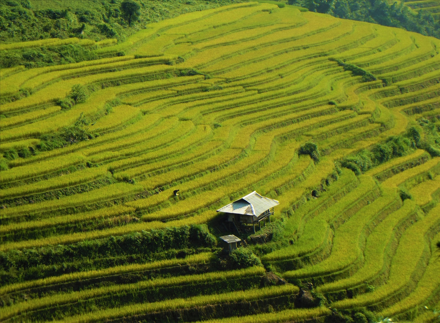Khắp các nương đồi vùng cao Bắc Hà, lúa đang chuyển màu vàng, báo hiệu mùa làm cốm bắt đầu.  