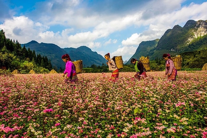  Nhiều năm trở lại đây, hoa tam giác mạch trên Cao nguyên đá Đồng Văn đã trở thành một thương hiệu du lịch của tỉnh Hà Giang. Không chỉ là loài hoa dùng làm lương thực lâu đời của đồng bào các dân tộc thiểu số nơi đây, tam giác mạch còn mang lại vẻ đẹp thơ mộng, tạo nên nét độc đáo nơi vùng cao núi đá
