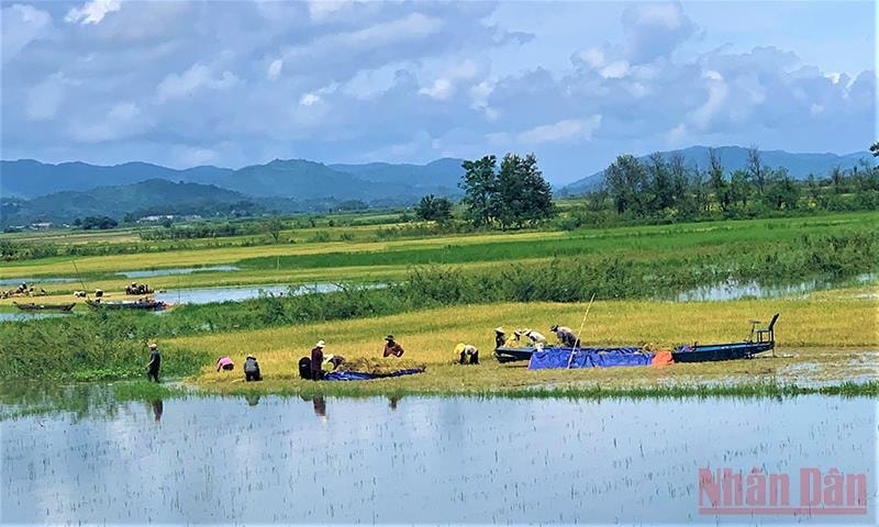 Nhờ vào nguồn nước hồ Lắk, đồng bào M’nông ở đây sản xuất lúa nước hai vụ mỗi năm Nhờ vào nguồn nước hồ Lắk, đồng bào M’nông ở đây sản xuất lúa nước hai vụ mỗi năm