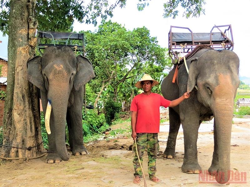 Đến nay, các hộ đồng bào dân tộc sinh sống bên hồ Lắk vẫn còn nuôi dưỡng được 17 con voi, một loại động vật quý hiếm và là một biểu tượng của Tây Nguyên cần được bảo tồn, gìn giữ. Trong thời gian ảnh hưởng dịch Covid-19, đàn voi không phục vụ du lịch mà được đưa về rừng chăn thả để sinh sống trong môi trường tự nhiên Đến nay, các hộ đồng bào dân tộc sinh sống bên hồ Lắk vẫn còn nuôi dưỡng được 17 con voi, một loại động vật quý hiếm và là một biểu tượng của Tây Nguyên cần được bảo tồn, gìn giữ. Trong thời gian ảnh hưởng dịch Covid-19, đàn voi không phục vụ du lịch mà được đưa về rừng chăn thả để sinh sống trong môi trường tự nhiên
