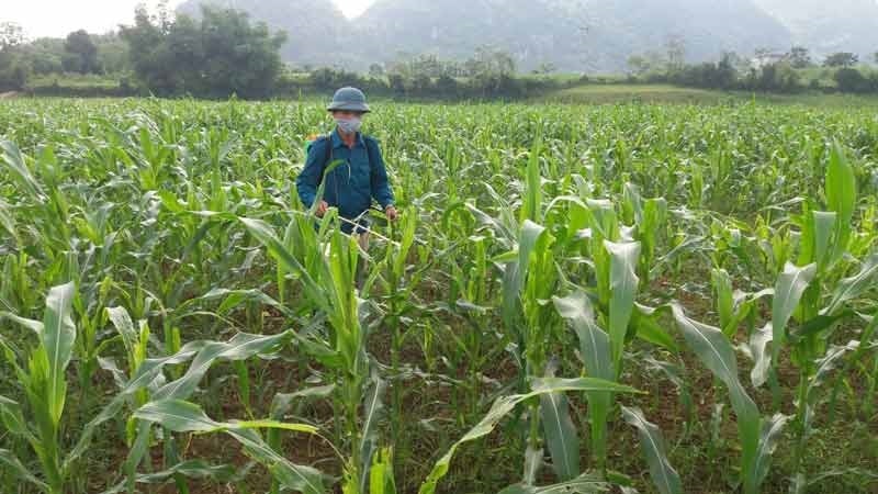 Ngô là cây trồng chủ lực ở miền núi, hiện đang đối diện nguy cơ giảm năng suất, sản lượng do biến đổi khí hậu, nhiều loại sâu bệnh mới xuất hiện.