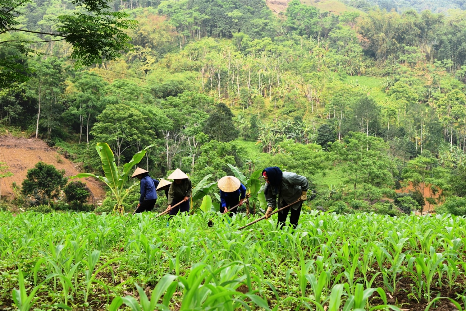 Cây ngô được trồng ở nhiều vùng đồng bào DTTS, miền núi