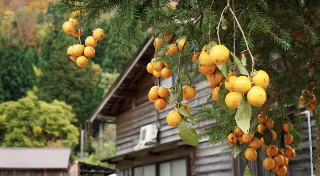    Làng cổ Shirakawago vào Thu 8